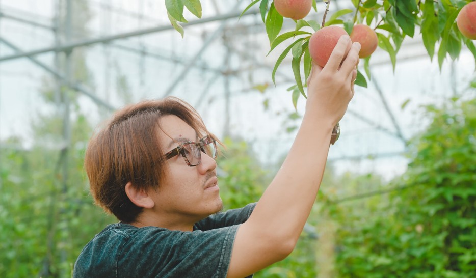 山梨 甲府 桃 シャインマスカット 産地直送 糖度18度以上